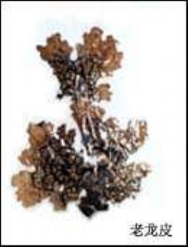 Lung Lichen Extract 